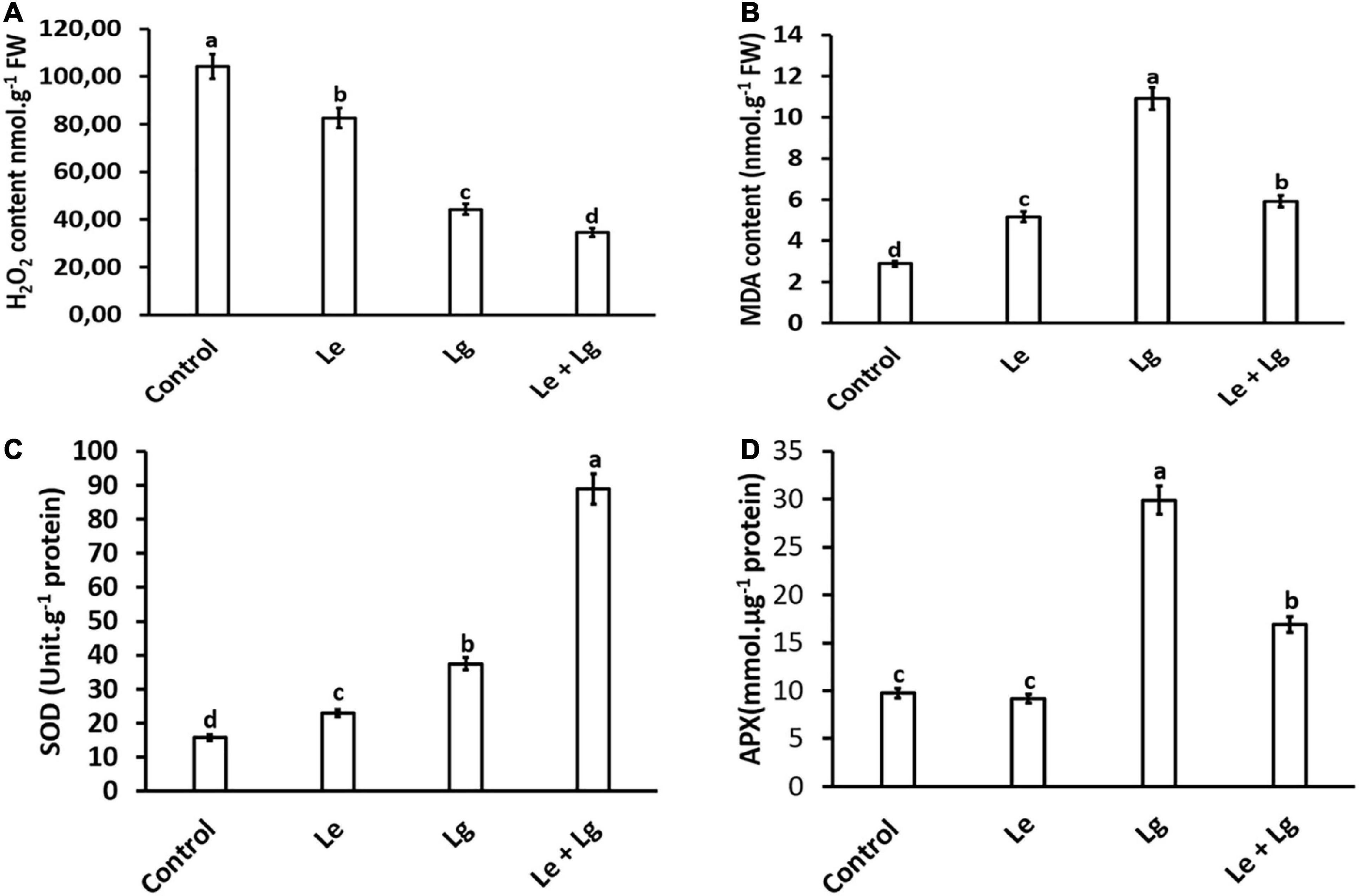 Enzymatic and proteomic exploration into the inhibitory activities of lemongrass and lemon essential oils against Botrytis cinerea (causative pathogen of gray mold)